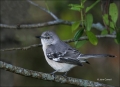 Northern-Mockingbird;Mockingbird;Mimus-polyglottos;one-animal;close-up;color-ima